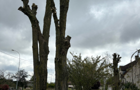 Élagage de deux acacias à Bourges