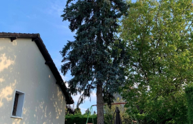 Abattage d’un cèdre bleu à Saint-Michel-de-Volangis 