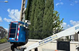 Élagage de cinq cyprès de Provence à Bourges Externes