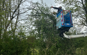 Abattage en urgence d’un pommier, tomber sur fil téléphonique