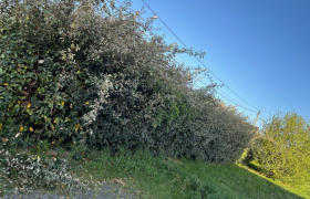 Taille de haie de environ 200 m