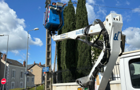 Élagage de cinq cyprès de Provence à Bourges Externes