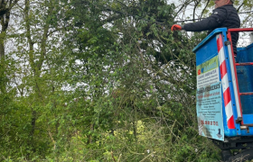 Abattage en urgence d’un pommier, tomber sur fil téléphonique