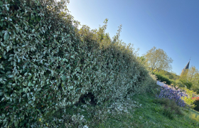 Taille de haie de environ 200 m