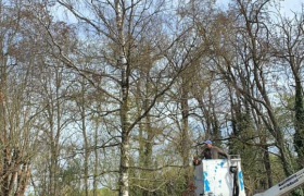 Abattage de 2 bouleaux avec camion nacelle à Moulins-sur-Allier