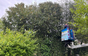Rabattage d’une haie de laurier avec camion nacelle à Ivoy-le-Pré