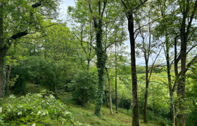 Débroussaillage et élagage d’environ 20 arbres à Bourges