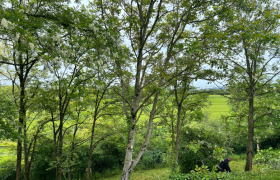 Débroussaillage et élagage d’environ 20 arbres à Bourges