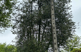 Suppression de fil électrique dans un arbre à Ivoy-le-Pré 