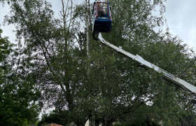 Abattage et élagage de deux Bouleau