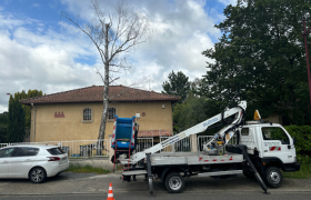 Abattage d’un bouleau à Péchabou 31320