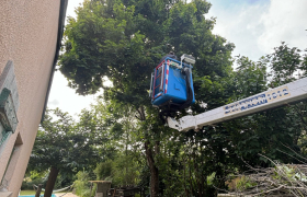 Abattage d’un arbre avec camion, nacelle à Colomiers 31770