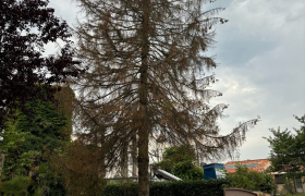 Abattage d’un sapin avec camion, nacelle à Bergerac, 24100