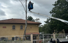 Abattage d’un bouleau à Péchabou 31320