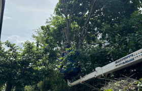 Abattage d’un arbre avec camion, nacelle à Colomiers 31770