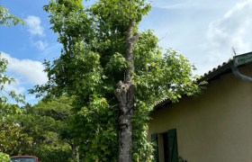 Élagage d’un arbre avec camion nacelle à Colomiers 31770 