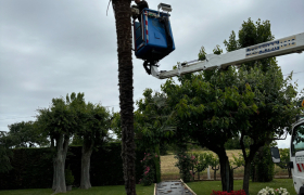 Abattage de deux palmiers avec camion, nacelle, à Auch, 32000