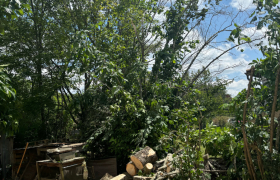 Abattage d’un arbre avec camion, nacelle à Colomiers 31770