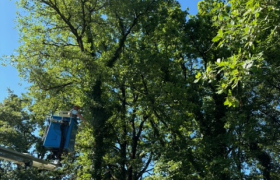 Abattage d’un chêne avec camion nacelle à AUCH 32000