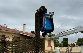 Abattage de deux palmiers avec camion, nacelle, à Auch, 32000