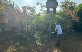 Évacuation d’un sumac de Virginie à Bourges 