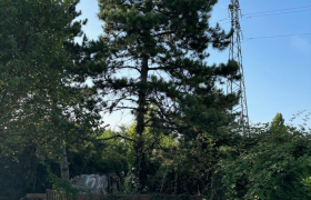 Abattage de deux sapins avec camion, nacelle à Saint-Doulchard