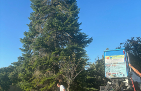 Abattage d’un cèdre d’environ 18 m avec camion Nacelle à Saint-Doulchard