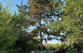 Abattage de deux sapins avec camion, nacelle à Saint-Doulchard