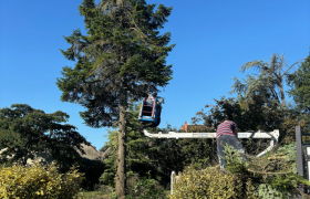 Abattage d’un cèdre d’environ 18 m avec camion Nacelle à Saint-Doulchard