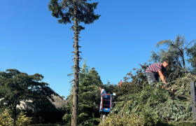 Abattage d’un cèdre d’environ 18 m avec camion Nacelle à Saint-Doulchard