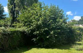 Taille d’un seul côté, d’une Haie de 40m et élagage de trois noisetiers à Saint-Martin-d’auxigny 