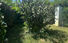 Taille d’un seul côté, d’une Haie de 40m et élagage de trois noisetiers à Saint-Martin-d’auxigny 