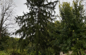 Abattage d’un cèdre 