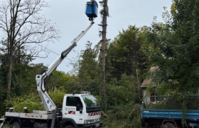 Abattage d’un cèdre 