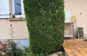 Abattage d’une Haie de thuya est abattage d’un tronc de bouleau à Saint-doulchard  