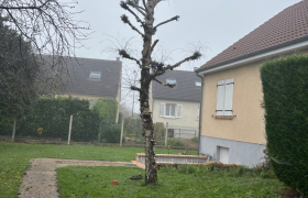 Abattage d’une Haie de thuya est abattage d’un tronc de bouleau à Saint-doulchard  