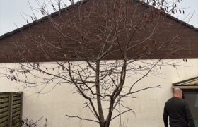 Abattage d'arbre