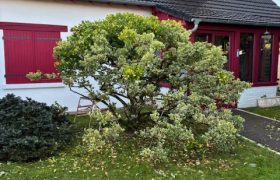 Élagage