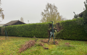 Abattage de 2 haie de thuyas est pose de canisse