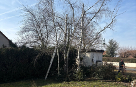 Étêtage de deux bouleaux 